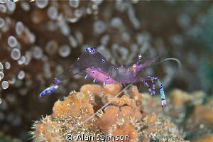 shrimp with eggs by Alan Johnson 